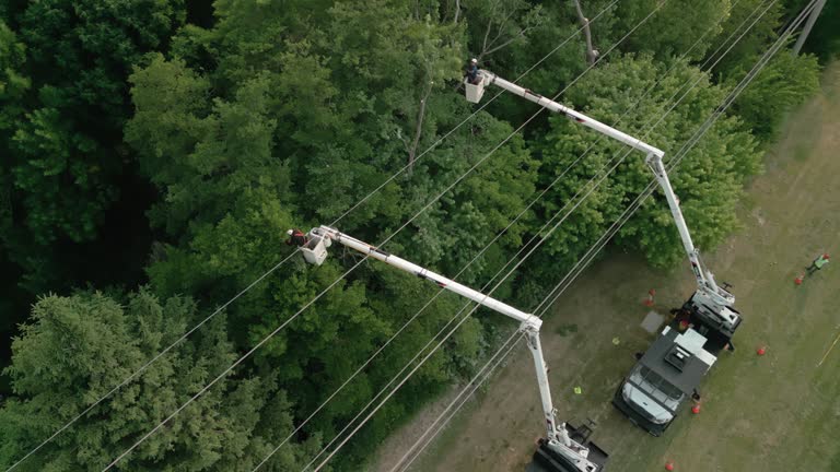 Best Tree Cabling and Bracing  in Wurtsboro, NY