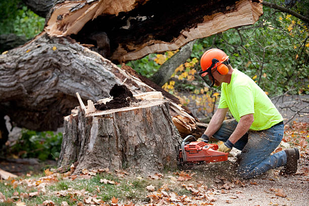 How Our Tree Care Process Works  in  Wurtsboro, NY