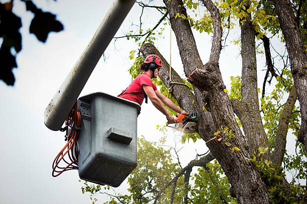 Best Emergency Tree Removal  in Wurtsboro, NY
